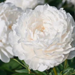 Paeonia 'Shirley Temple' -UK Garden Plants Shop peony shirley temple 2 scaled