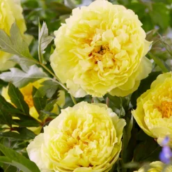 Paeonia 'Sonoma Halo' -UK Garden Plants Shop peony sonoma halo 00
