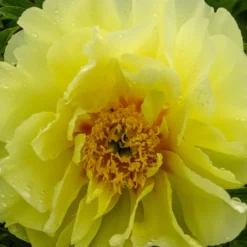 Paeonia 'Sonoma Halo' -UK Garden Plants Shop peony sonoma halo 3 scaled