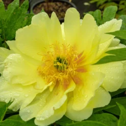 Paeonia 'Sonoma Halo' -UK Garden Plants Shop peony sonoma halo 4 scaled