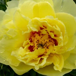 Paeonia 'Sonoma Halo' -UK Garden Plants Shop peony sonoma halo 5 a89b21c2 13fc 46e8 a287 c1e7151a8c97 scaled