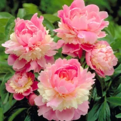 Paeonia 'Sorbet' -UK Garden Plants Shop peony sorbet 2