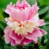 Paeonia 'Sorbet' -UK Garden Plants Shop peony sorbet 4