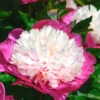 Paeonia 'White Cap' -UK Garden Plants Shop peony white cap 0