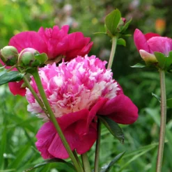 Paeonia 'White Cap' -UK Garden Plants Shop peony white cap 10 scaled