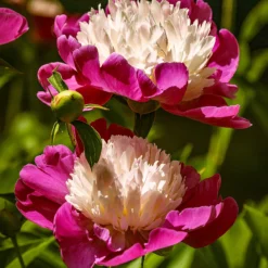 Paeonia 'White Cap' -UK Garden Plants Shop peony white cap 11 74355e3f 9958 4bcf 993a 916c0a4584d2