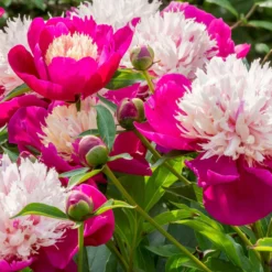 Paeonia 'White Cap' -UK Garden Plants Shop peony white cap 12 scaled