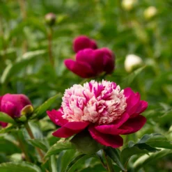 Paeonia 'White Cap' -UK Garden Plants Shop peony white cap 3 scaled