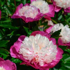 Paeonia 'White Cap' -UK Garden Plants Shop peony white cap 4 scaled