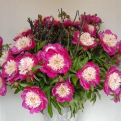 Paeonia 'White Cap' -UK Garden Plants Shop peony white cap 5 scaled