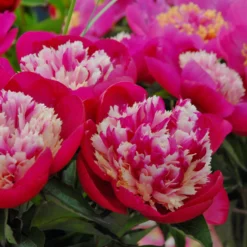 Paeonia 'White Cap' -UK Garden Plants Shop peony white cap 6 scaled