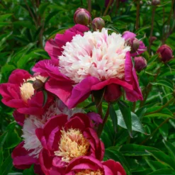 Paeonia 'White Cap' -UK Garden Plants Shop peony white cap 7 scaled