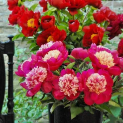 Paeonia 'White Cap' -UK Garden Plants Shop peony white cap 8 scaled