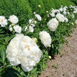 Paeonia 'Shirley Temple' -UK Garden Plants Shop peony white charm 2