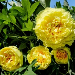 Paeonia 'Yellow Crown' -UK Garden Plants Shop peony yellow crown 1 scaled