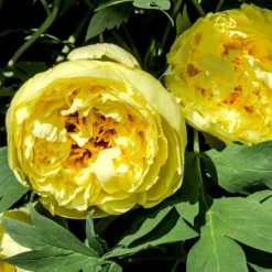 Paeonia 'Yellow Crown XXL' -UK Garden Plants Shop peony yellow crown 2 a8625e09 999b 4b90 a9d0 0d37c1058118 scaled