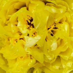 Paeonia 'Yellow Crown' -UK Garden Plants Shop peony yellow crown 3 scaled