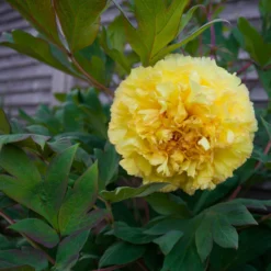 Paeonia 'Yellow Crown' -UK Garden Plants Shop peony yellow crown 5 scaled