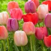 Tulip Collection 'Pride Mix' -UK Garden Plants Shop pride mix 0 scaled