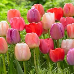 Tulip Collection 'Pride Mix' -UK Garden Plants Shop pride mix 3 scaled