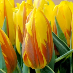 Tulip 'Ravana' -UK Garden Plants Shop ravana tulip
