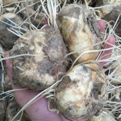 Fritillaria Imperialis 'Rubra' -UK Garden Plants Shop rubra bulbs