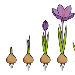 Crocus Sativus -UK Garden Plants Shop saffron crocus