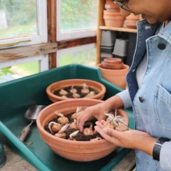 Crocus Sativus -UK Garden Plants Shop sativus 11 scaled
