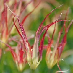 Tulip Acuminata 9 Tulip Acuminata -UK Garden Plants Shop tulip acuminata 1