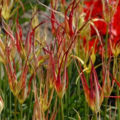 Tulip Acuminata 13 Tulip Acuminata -UK Garden Plants Shop tulip acuminata 2 scaled