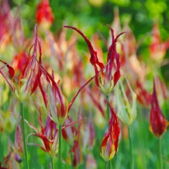 Tulip Acuminata 11 Tulip Acuminata -UK Garden Plants Shop tulip acuminata 4 scaled
