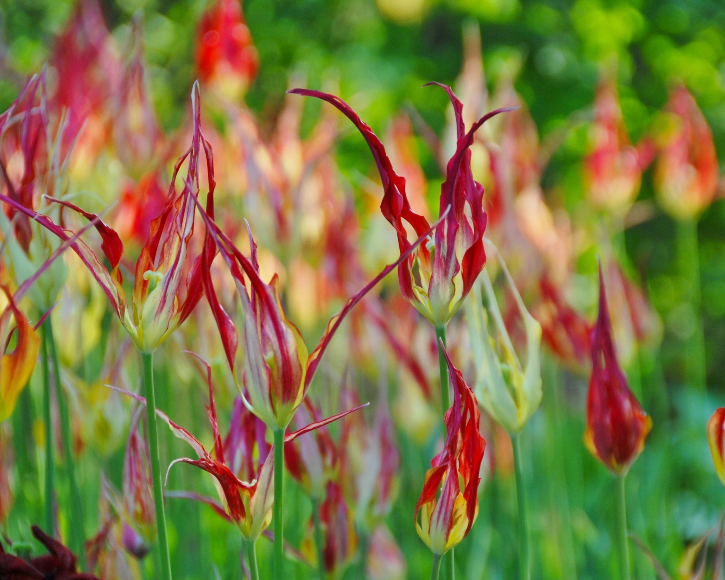 Tulip Acuminata 6 Tulip Acuminata - Image 4