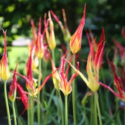 Tulip Acuminata 12 Tulip Acuminata -UK Garden Plants Shop tulip acuminata 5 scaled
