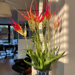 Tulip Acuminata 10 Tulip Acuminata -UK Garden Plants Shop tulip acuminata 9 scaled