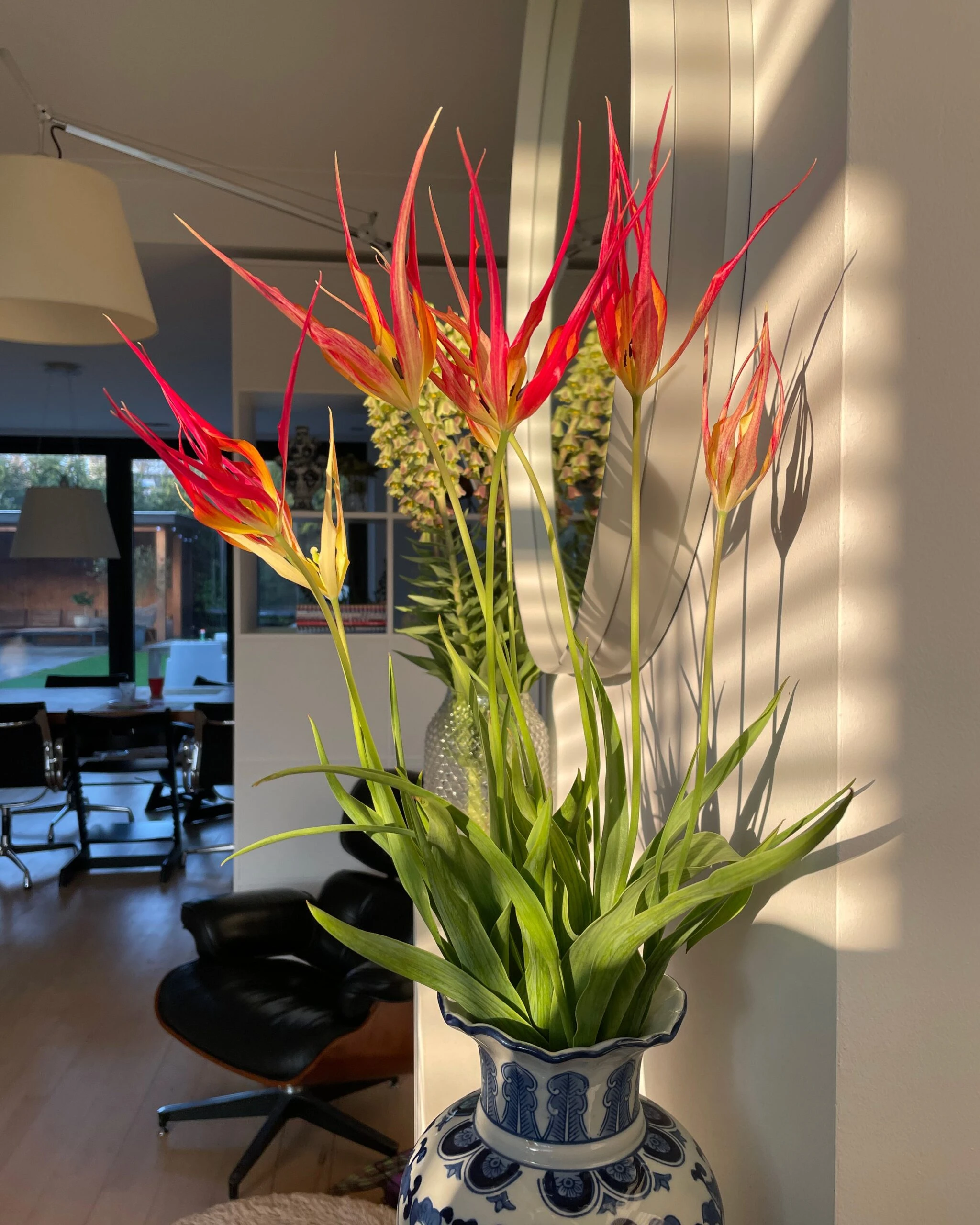 Tulip Acuminata 5 Tulip Acuminata - Image 3