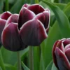 Tulip 'Alexander Pushkin' -UK Garden Plants Shop tulip alexander pushkin 1