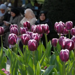 Tulip 'Alexander Pushkin' 7 Tulip 'Alexander Pushkin' -UK Garden Plants Shop tulip alexander pushkin 2