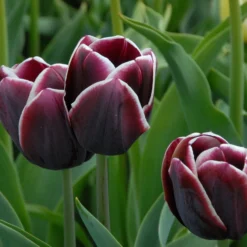 Tulip 'Alexander Pushkin' 6 Tulip 'Alexander Pushkin' -UK Garden Plants Shop tulip alexander pushkin 3