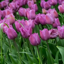 Tulip 'Alibi' -UK Garden Plants Shop tulip alibi 10 scaled