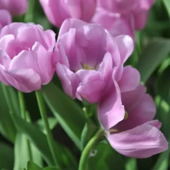 Tulip 'Alibi' -UK Garden Plants Shop tulip alibi 12 scaled