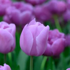 Tulip 'Alibi' -UK Garden Plants Shop tulip alibi 2 scaled