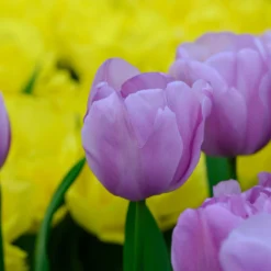 Tulip 'Alibi' -UK Garden Plants Shop tulip alibi 3 scaled