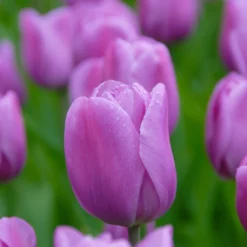 Tulip 'Alibi' -UK Garden Plants Shop tulip alibi 4 scaled