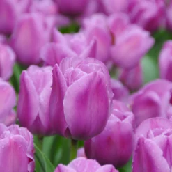 Tulip 'Alibi' -UK Garden Plants Shop tulip alibi 5 scaled