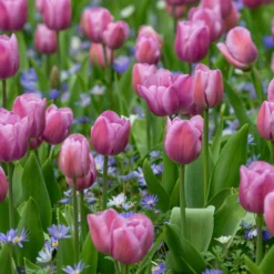 Tulip 'Alibi' -UK Garden Plants Shop tulip alibi 6 scaled