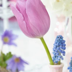 Tulip 'Alibi' -UK Garden Plants Shop tulip alibi 7