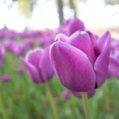 Tulip 'Alibi' -UK Garden Plants Shop tulip alibi 9 scaled