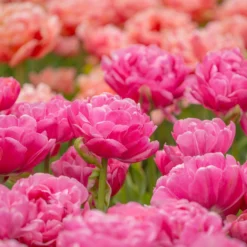 Tulip 'Amazing Grace' -UK Garden Plants Shop tulip amazing grace 2