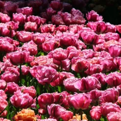 Tulip 'Amazing Grace' -UK Garden Plants Shop tulip amazing grace 2 5d500f45 9253 472b 93ad 0fa2e3ad5abd