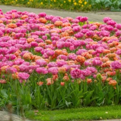 Tulip 'Amazing Grace' -UK Garden Plants Shop tulip amazing grace 3